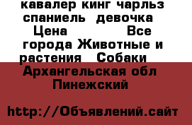  кавалер кинг чарльз спаниель -девочка › Цена ­ 45 000 - Все города Животные и растения » Собаки   . Архангельская обл.,Пинежский 